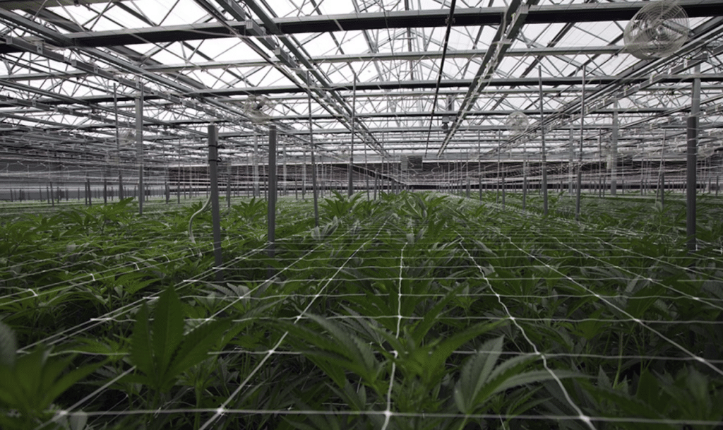FOHSE Signs Exclusive 5-Year Master Service Agreement With Green Horizons